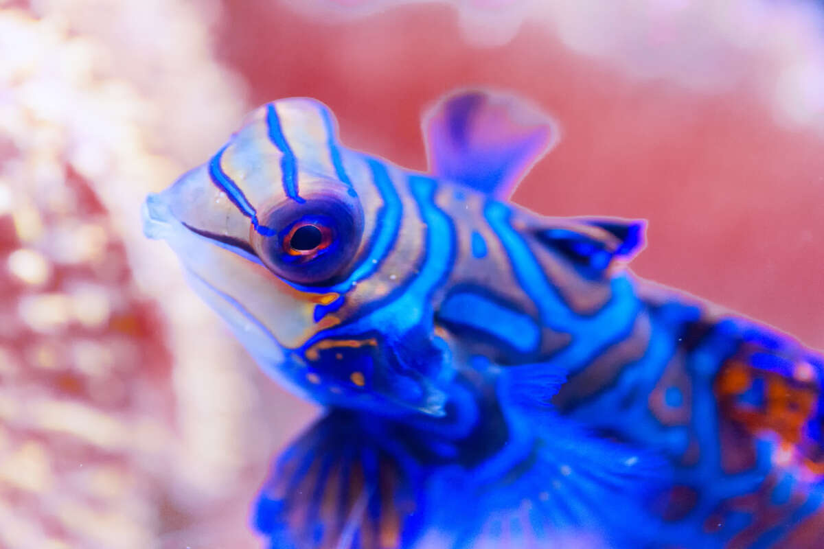 Vores hjemmesidedesigns